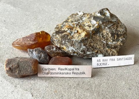 Rav fra den Dominikanske republik