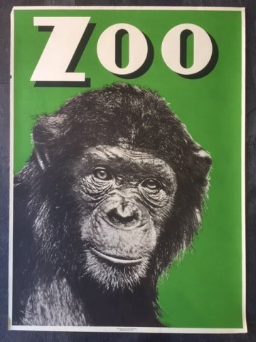 ZOO chimpanse plakat.