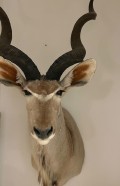 Skuldermonteret Kudu antilope